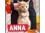 Anna Domestic Mediumhair Kitten Female