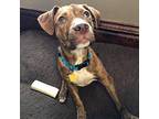 Ollie American Staffordshire Terrier Young Male