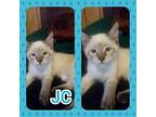 JC Siamese Kitten Male