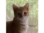 Fred Domestic Shorthair Kitten Male