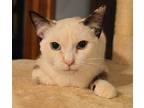 Jewel Siamese Kitten Female