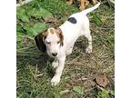 Dougie Treeing Walker Coonhound Puppy Male