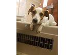 Lucy Jack Russell Terrier Young Female
