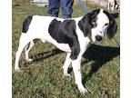 Newman Treeing Walker Coonhound Young Male