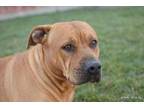 Karma American Staffordshire Terrier Young Female
