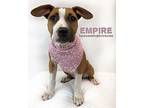 Empire American Staffordshire Terrier Puppy Female