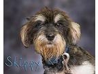 Skippy Wirehaired Fox Terrier Adult Male