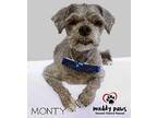Monty Poodle (Miniature) Senior Male