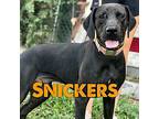 Snickers Great Dane Puppy Male