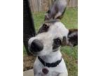 Avin/CP Jack Russell Terrier Puppy Male