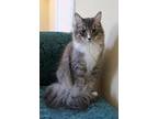 Wolfie Maine Coon Young Male