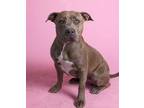 Baby Girl American Staffordshire Terrier Adult Female