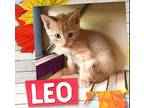 Leo Domestic Mediumhair Kitten Male