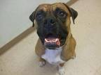 Bugsey Boxer Adult Male