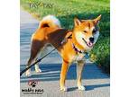 Shiba Inus For Sale In Omaha Dogs On Oodle Classifieds