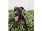 Nike American Pit Bull Terrier Puppy Female