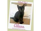 ALEXA - Adoption Pending Bombay Kitten Female