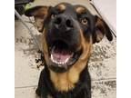 Athena Rottweiler Young Female