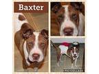 Baxter Shar Pei Puppy Male
