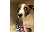 Peggy English Pointer Puppy Female