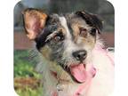 Bailey 24642-d Jack Russell Terrier Adult Female
