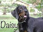Daisy Black and Tan Coonhound Adult Female
