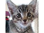 Mack Domestic Shorthair Kitten Male