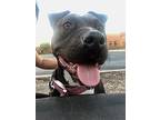 Roxy Bull Terrier Young Female