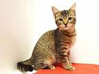 CANDY CORN Burmese Kitten Female