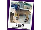 RENO Black Mouth Cur Puppy Male