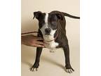 Cleopatra American Pit Bull Terrier Adult Female