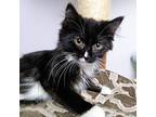 Sambo Domestic Longhair Kitten Male