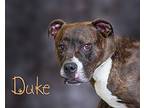 Duke Boxer Adult Male