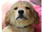 Caputo Golden Retriever Puppy Male