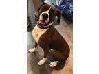 Tank Boxer Adult Male
