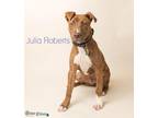 Julia Roberts American Pit Bull Terrier Young Female