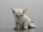 19-04001 Siamese Kitten Female