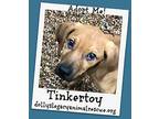TINKERTOY Black Mouth Cur Puppy Male