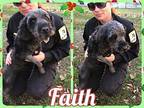 Faith Poodle (Standard) Adult Female