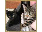 Chico and Harpo- amazing bonded bros Bombay Kitten Male