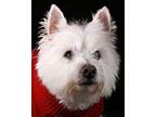 Barney-Sanctuary Sweetheart Westie, West Highland White Terrier Senior Male