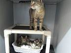 Bella + 5 Kittens Domestic Shorthair Young Female