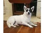 Zody Rat Terrier Adult Male
