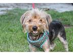 Gabe Yorkie, Yorkshire Terrier Adult Male