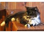 Abbey Maine Coon Adult Female