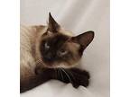 JASMINE, a SEAL POINT SIAMESE Siamese Young Female
