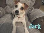 Jack Jack Russell Terrier Adult Male