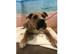CODY Black Mouth Cur Adult Male
