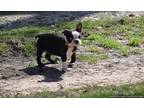 Boston Terrier Puppy for Sale - Adoption, Rescue