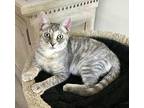 Dixie American Shorthair Kitten Female